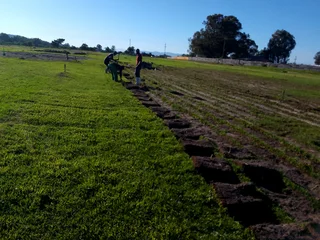 Roll on  lawn Kikuyu grass