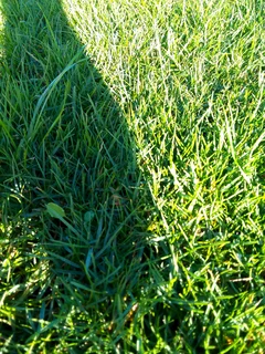 Roll on  lawn Kikuyu grass