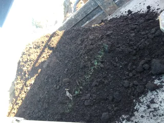 Roll on  lawn Kikuyu grass