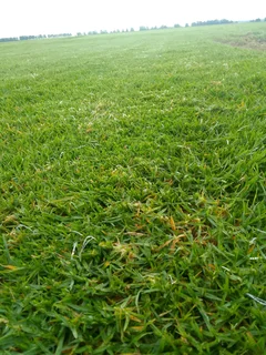 Roll on lawn Kikuyu grass