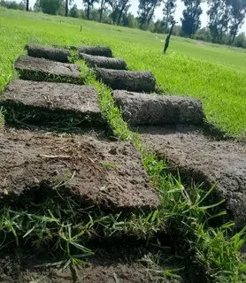 Roll on lawn Kikuyu grass