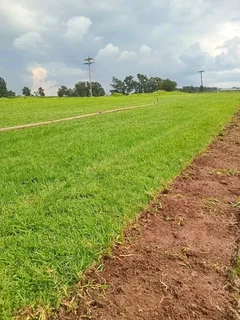 We do sell call type of roll on lawn Kikuyu grass and buffalo grass
