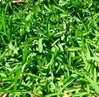 Supply and installa off roll on lawn Lm Berea grass