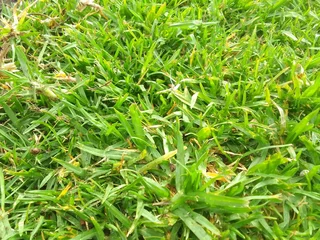 Supply and installa off roll on lawn Lm Berea grass