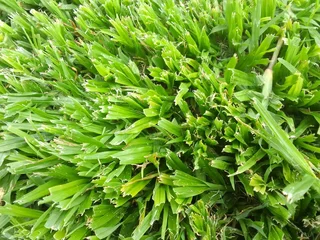 Supply and installa off roll on lawn Lm Berea grass