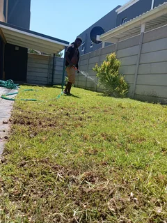 Roll on lawn Kikuyu grass and compost weed free