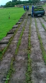 Supply and installa off Kikuyu grass and buffalo grass LM Berea grass weed free