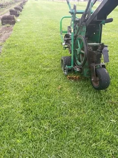We do roll on lawn Lm Berea grass
