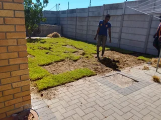 GREEN AND FRESH GRASS STRAIGHT FROM THE FARM  WhatsApp number 067270780