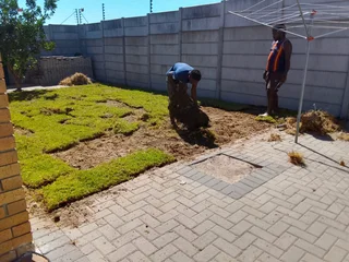 GREEN AND FRESH GRASS STRAIGHT FROM THE FARM  WhatsApp number 067270780