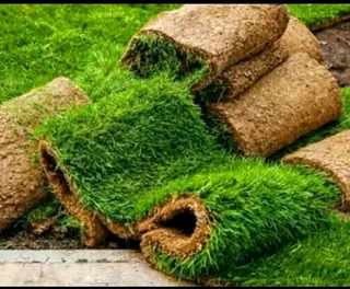 Roll on lawn Kikuyu grass and compost weed free