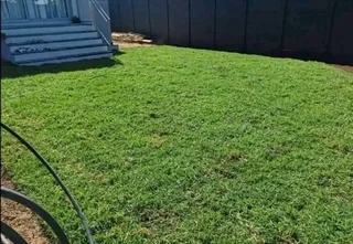 Roll on lawn Kikuyu grass and compost weed free