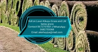 Supply and installa buffalo grass