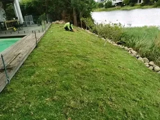 Supply and installa buffalo grass