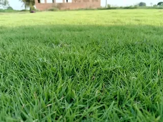 Supply and installa off roll on lawn Kikuyu grass and compost weed free