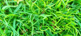 GREEN AND FRESH GRASS STRAIGHT FROM THE FARM  WhatsApp number 067270780
