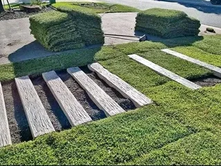 GREEN AND FRESH GRASS STRAIGHT FROM THE FARM  WhatsApp number 067270780