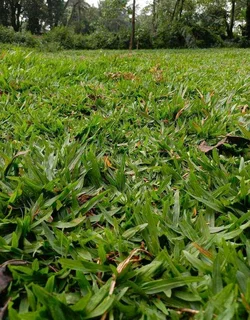 GREEN AND FRESH GRASS STRAIGHT FROM THE FARM  WhatsApp number 067270780