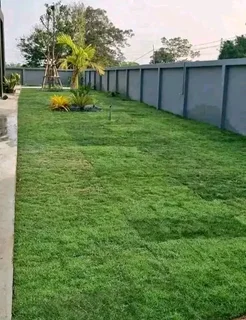 Roll on lawn Lm Berea grass