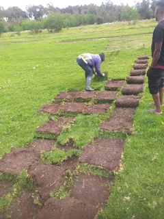 Supply and installa call type of fresh grass