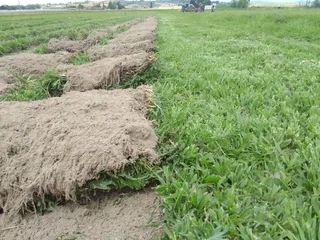 GREEN AND FRESH GRASS STRAIGHT FROM THE FARM  WhatsApp number 0672707801 PROFESSIONALS WITH IMMENSE