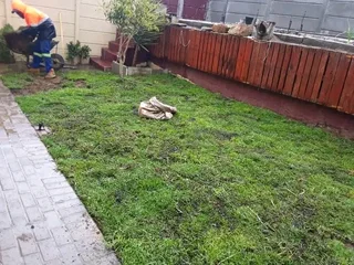 GREEN AND FRESH GRASS STRAIGHT FROM THE FARM  WhatsApp number 0672707801 PROFESSIONALS WITH IMMENSE