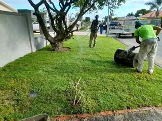 Roll on lawn Kikuyu grass