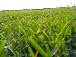 Roll on lawn buffalo grass