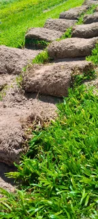 Supply and installa buffalo grass and compost &amp; lawn dressing