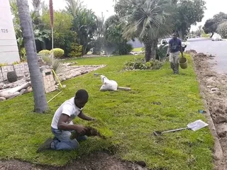 Delivery and installa buffalo grass