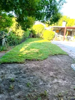 Delivery and installa buffalo grass