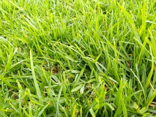 Roll on lawn Lm Berea grass and Kikuyu grass