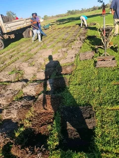 Roll on lawn Lm Berea grass and Kikuyu grass