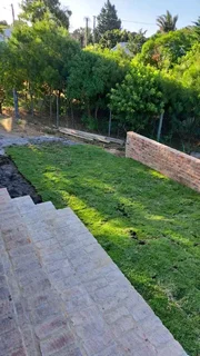 Fresh grass call Cynadone grass and buffalo grass