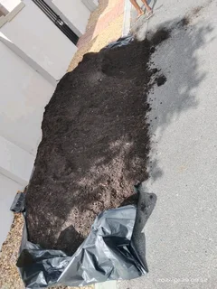 Delivery and installa buffalo grass