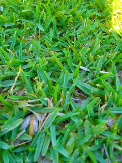 Delivery and installa. Cynadone grass and Kikuyu grass weed free