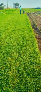 Roll on lawn Kikuyu grass and