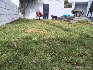 We delivery and installation Kikuyu grass and buffalo grass