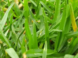 We are supply and installa buffalo grass