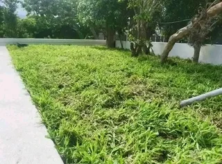 We are supply and installa buffalo grass