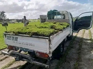 LM Berea grass Kikuyu grass and compost weed free supply and installa