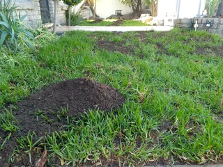 LM Berea grass Kikuyu grass and compost weed free supply and installa