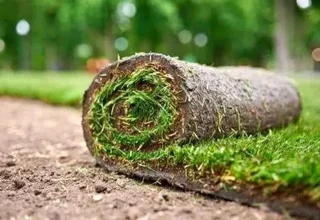 Delivery and installa buffalo grass