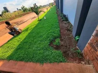 We do supply  and installa buffalo grass