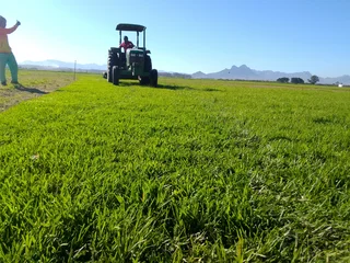 Green and fresh national grass