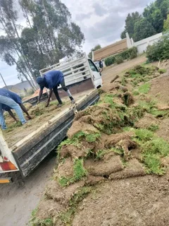 Green and fresh national grass