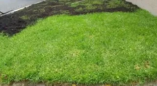 Green and fresh national grass