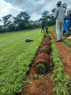 Roll on lawn Lm Berea grass