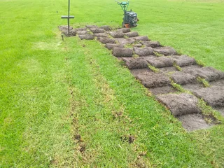 Roll on lawn Lm Berea grass