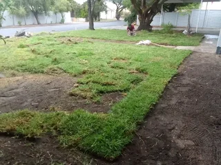 Roll on lawn Lm Berea grass &amp; topsoil and compost